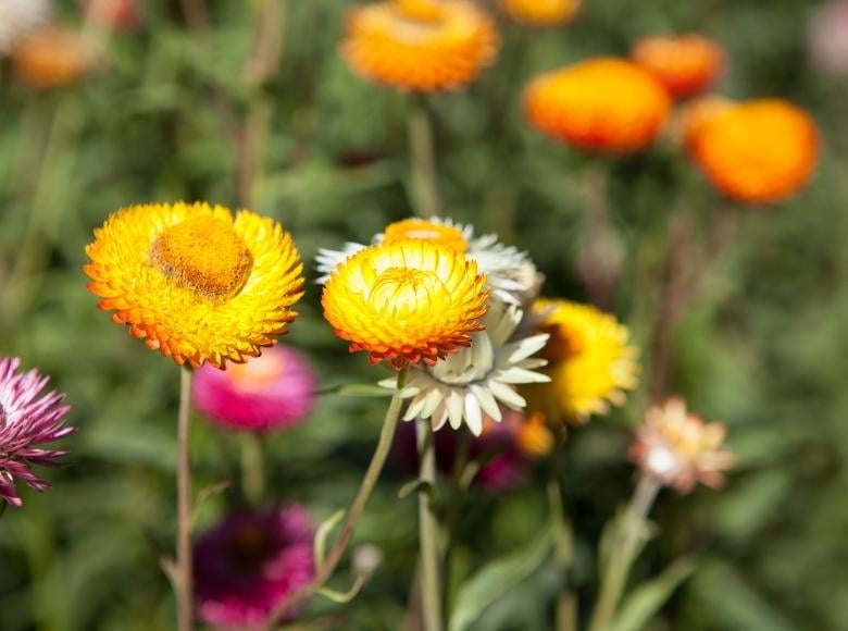 Florida Fall Flowers